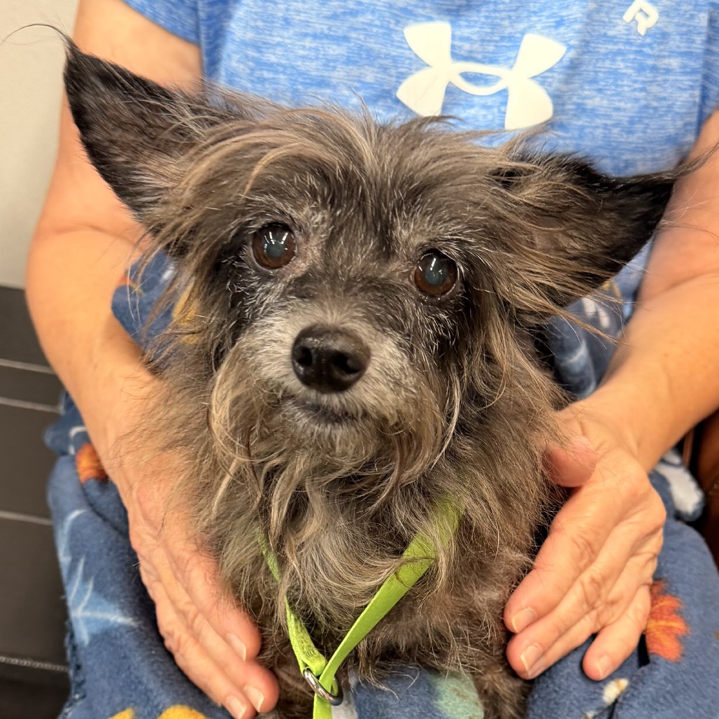 Shelter Stray Male Dog last seen , 3607 N Armenia Ave, Tampa, FL 33607, USA