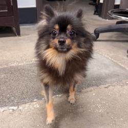 Shelter Stray Female Dog last seen , 3607 N Armenia Ave, Tampa, FL 33607, USA