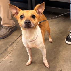 Shelter Stray Female Dog last seen , 3607 N Armenia Ave, Tampa, FL 33607, USA