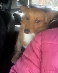 Lost Male Dog last seen The Veranda venue or close to Home building supplies, Burke, TX 75941
