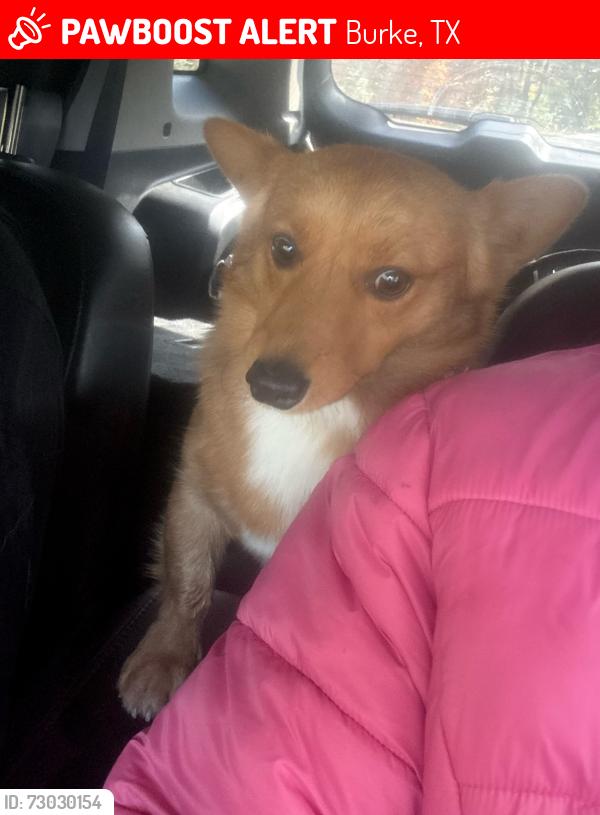 Lost Male Dog last seen The Veranda venue or close to Home building supplies, Burke, TX 75941