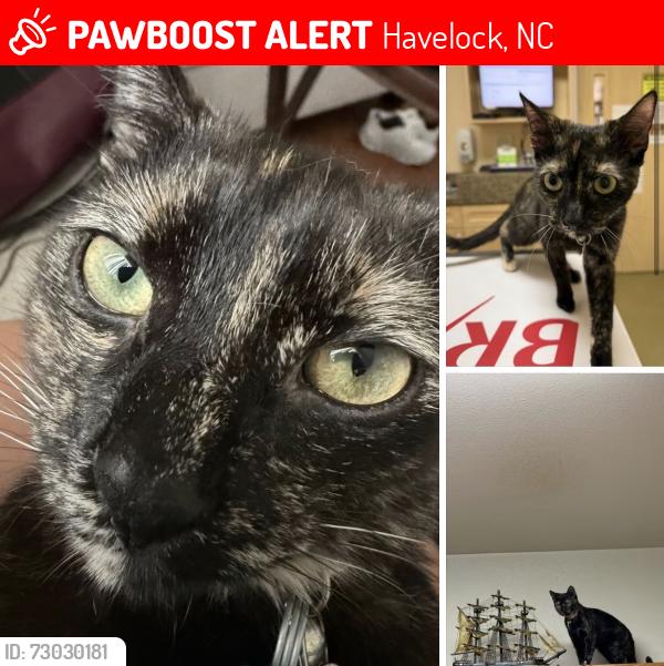 Lost Female Cat last seen Hoke Rd, Havelock, NC 28532