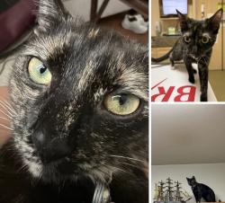 Lost Female Cat last seen Hoke Rd, Havelock, NC 28532