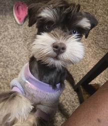 Lost Female Dog last seen Grape and Sultana St intersection 92105, San Diego, CA 92105