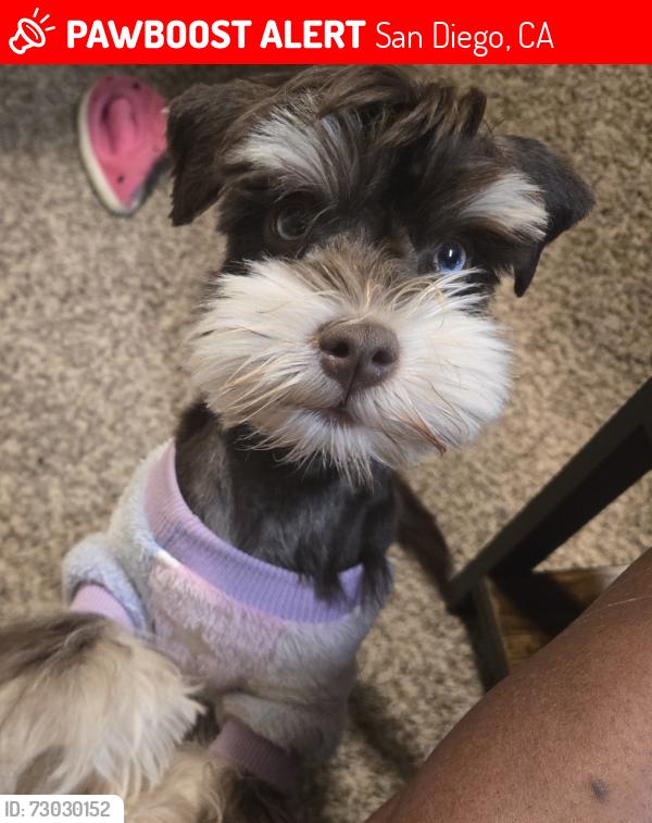 Lost Female Dog last seen Grape and Sultana St intersection 92105, San Diego, CA 92105