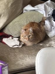 Lost Female Cat last seen Pond Street/Brighton St/Blanchard Road/Bike Path Cambridge-Belmont town line area, Belmont, MA 02478