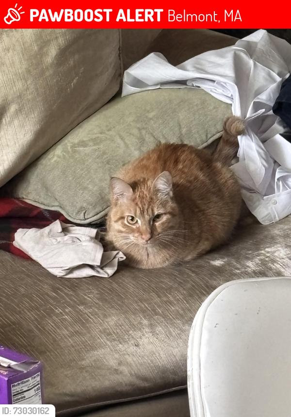 Lost Female Cat last seen Pond Street/Brighton St/Blanchard Road/Bike Path Cambridge-Belmont town line area, Belmont, MA 02478