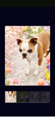 Reunited Female Dog last seen Near Street and Jewel Ave, Queens, NY 11375