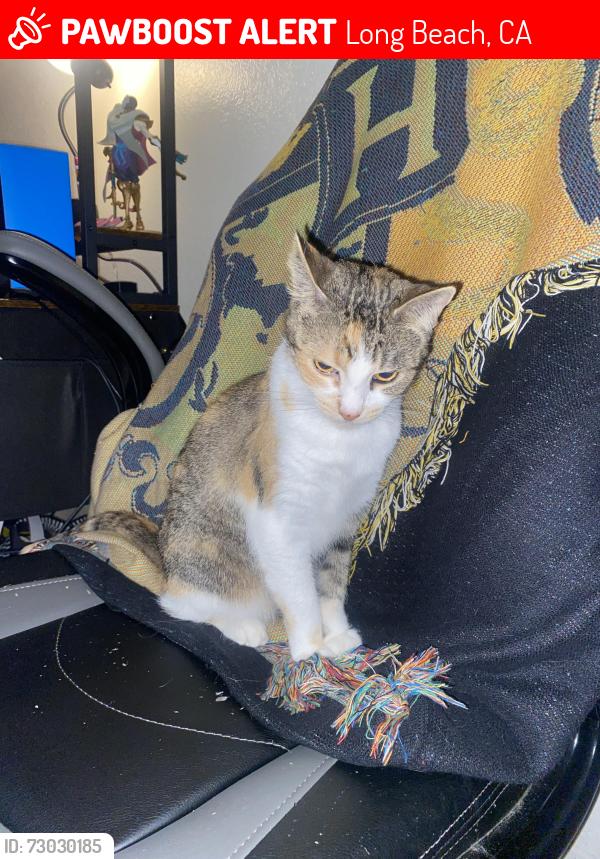 Lost Female Cat last seen Long Beach blvd and Ellis st, Long Beach, CA 90805