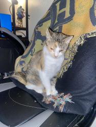 Lost Female Cat last seen Long Beach blvd and Ellis st, Long Beach, CA 90805
