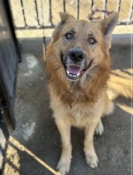 Reunited Male Dog last seen Stellhorn and Maple Terrace , Fort Wayne, IN 46835