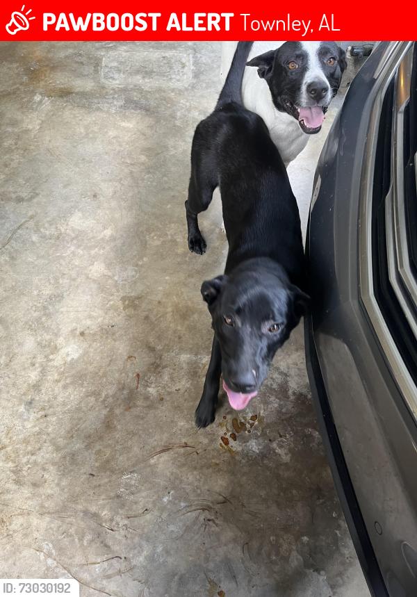 Lost Female Dog last seen Kings chapel Steadman cemetery on Hwy 124, Townley, AL 35587