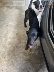 Lost Female Dog last seen Kings chapel Steadman cemetery on Hwy 124, Townley, AL 35587