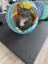 Reunited Male Cat last seen Challenger ln and Pyramid Ln, Frisco, TX 75034