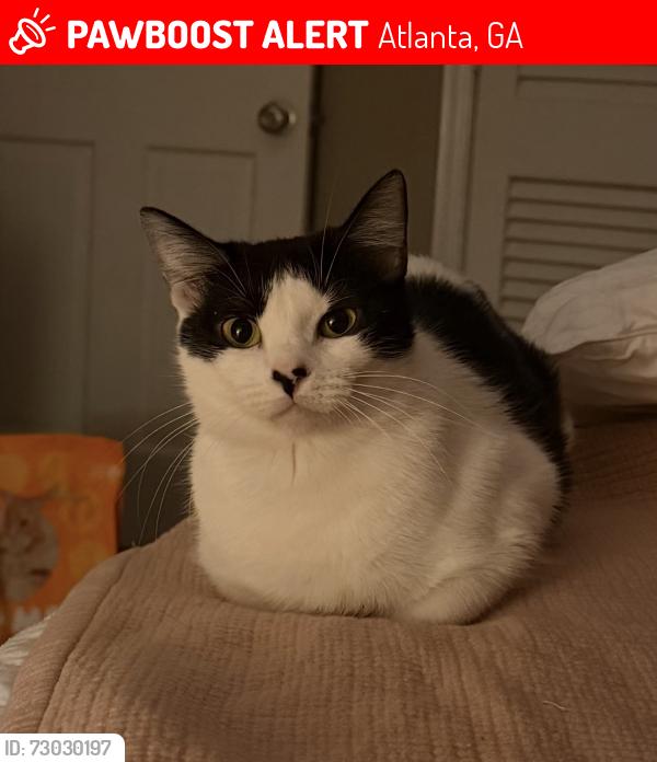 Lost Female Cat last seen Collier Rd near Howell Mill; Underwood Hills , Atlanta, GA 30318