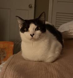 Lost Female Cat last seen Collier Rd near Howell Mill; Underwood Hills , Atlanta, GA 30318