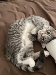 Lost Male Cat last seen Hull street Midlothian, Woodlake, VA 23112