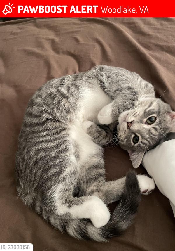 Lost Male Cat last seen Hull street Midlothian, Woodlake, VA 23112