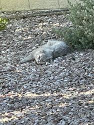 Found/Stray Unknown Cat last seen Huxley st and pollock , Paradise, NV 89123