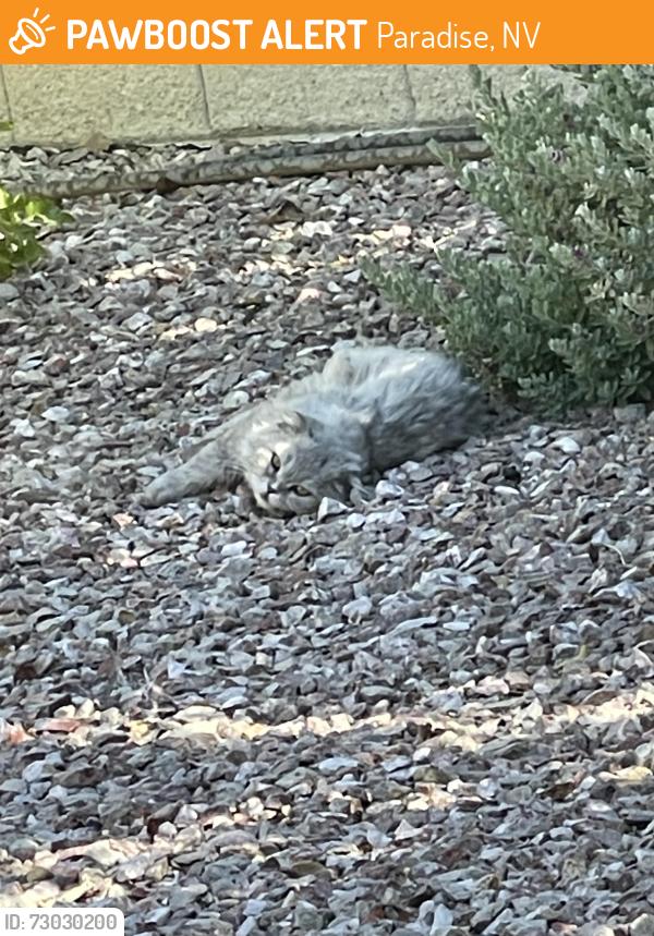 Found/Stray Unknown Cat last seen Huxley st and pollock , Paradise, NV 89123
