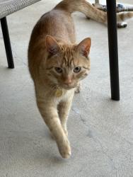 Found/Stray Unknown Cat last seen South Holly Place and South Krameria Street, Denver, CO 80222