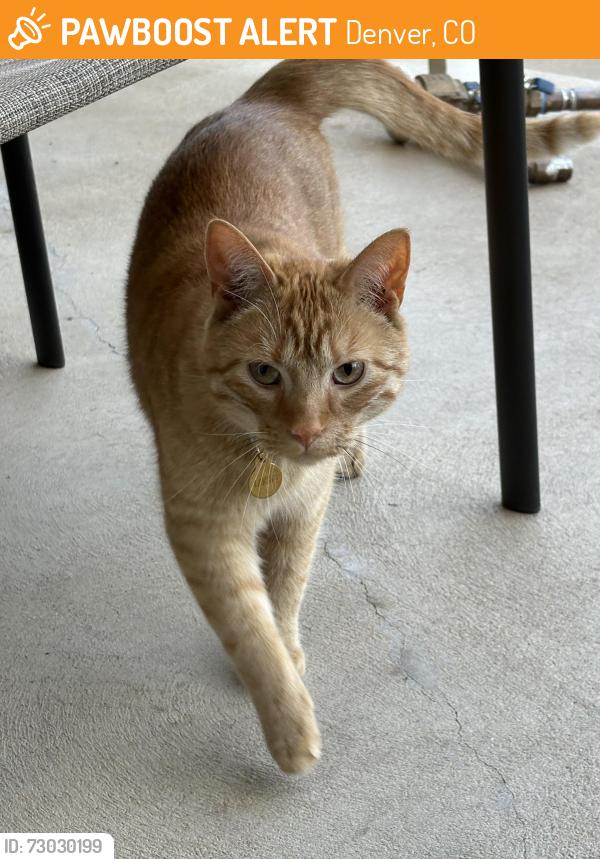 Found/Stray Unknown Cat last seen South Holly Place and South Krameria Street, Denver, CO 80222