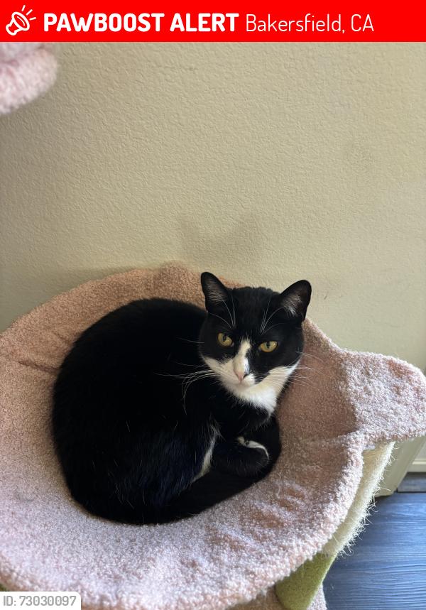 Lost Male Cat last seen Taft & Ashe Neighborhood, Bakersfield, CA 93313