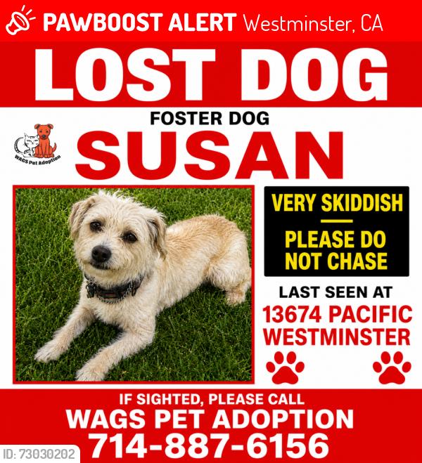 Lost Female Dog last seen Near Pacific, Westminster, CA 92683