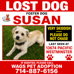 Lost Female Dog last seen Near Pacific, Westminster, CA 92683