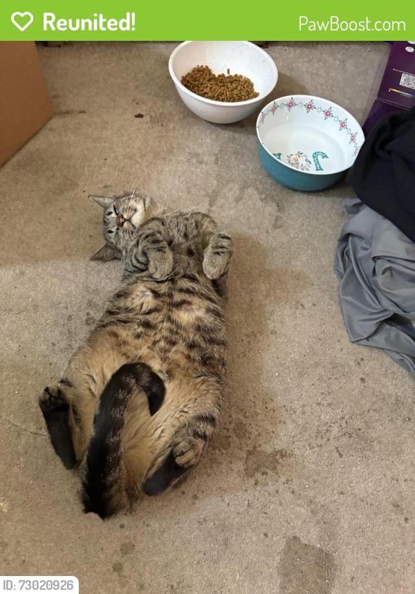 Reunited Male Cat last seen Backyard, Boise, ID 83709