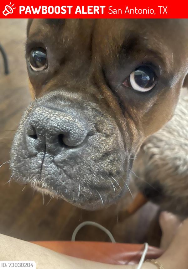 Lost Male Dog last seen Misty Canyon , San Antonio, TX 78250