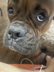 Lost Male Dog last seen Misty Canyon , San Antonio, TX 78250