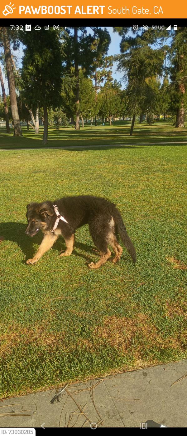 Found/Stray Unknown Dog last seen South gate park city of south gate, South Gate, CA 90280