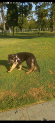 Found/Stray Unknown Dog last seen South gate park city of south gate, South Gate, CA 90280