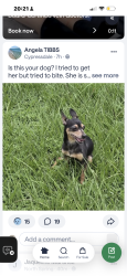Lost Female Dog last seen Louetta , Harris County, TX 77388