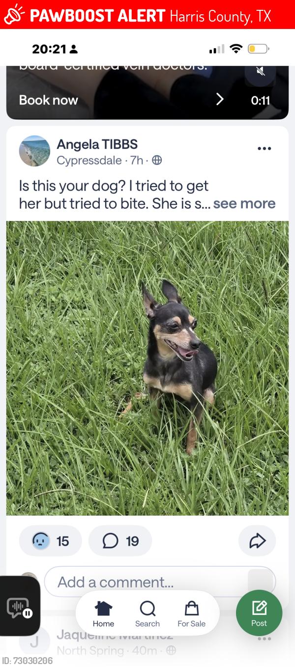 Lost Female Dog last seen Louetta , Harris County, TX 77388