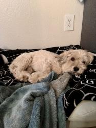 Reunited Male Dog last seen Near Sierra Ave., Fontana, CA 92335, USA, Fontana, CA 92335
