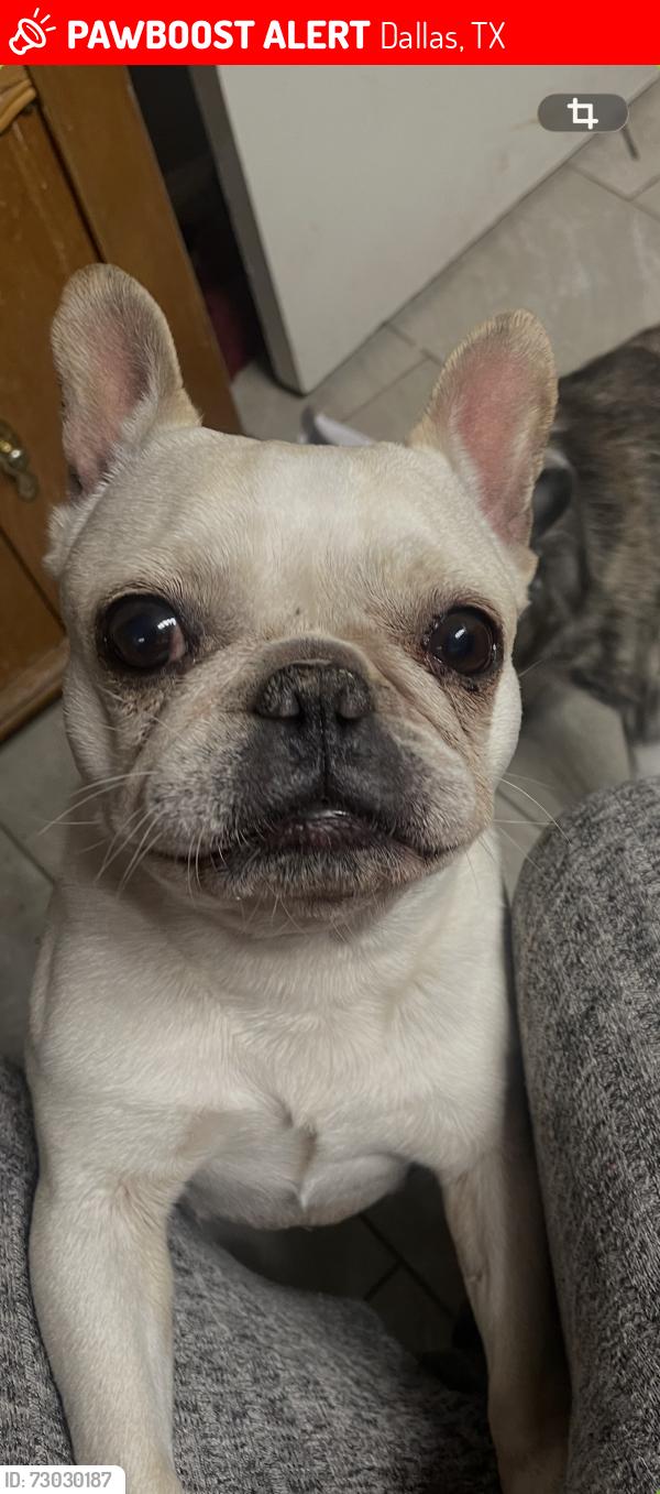 Lost Female Dog last seen Parkwood Dr and Kenway and Five Mile Parkway, Dallas, TX 75224