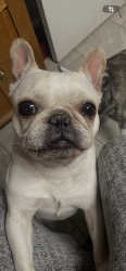 Lost Female Dog last seen Parkwood Dr and Kenway and Five Mile Parkway, Dallas, TX 75224
