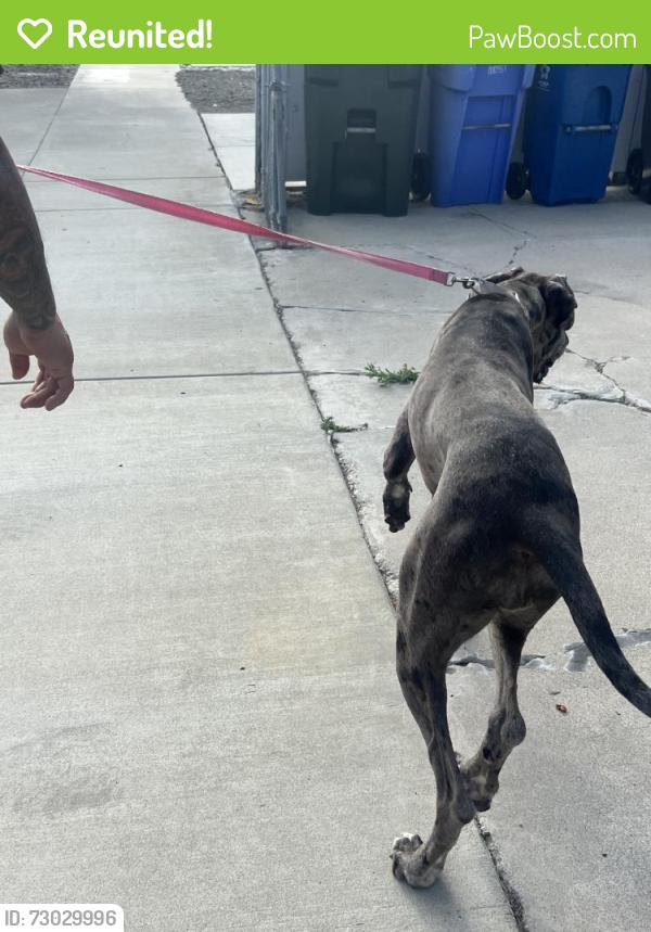 Reunited Female Dog last seen Freemansburg Ave, Bethlehem, PA, USA, Bethlehem, PA 18017