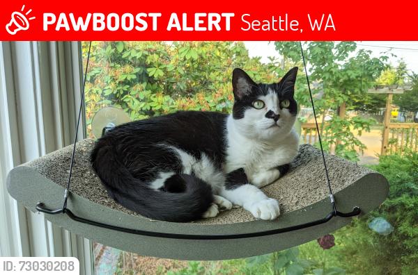 Lost Female Cat last seen 19th Ave NW and NW 77th St, Seattle, WA 98117