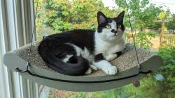 Lost Female Cat last seen 19th Ave NW and NW 77th St, Seattle, WA 98117