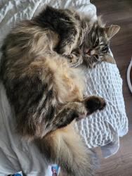 Lost Female Cat last seen Regional park/ Fred Quinn Happy Tails dog park/Spirit Trails, Midwest City, OK 73110