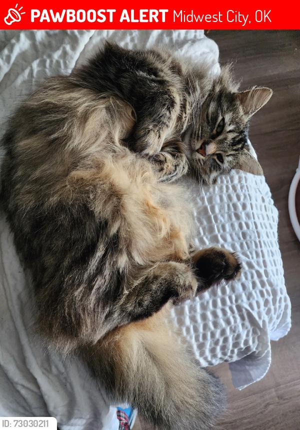 Lost Female Cat last seen Regional park/ Fred Quinn Happy Tails dog park/Spirit Trails, Midwest City, OK 73110