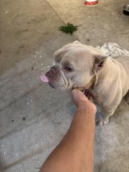 Lost Female Dog last seen Cabrillo San Pedro ca 90731, Los Angeles, CA 90731