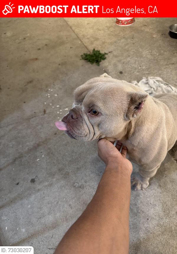 Lost Female Dog last seen Cabrillo San Pedro ca 90731, Los Angeles, CA 90731