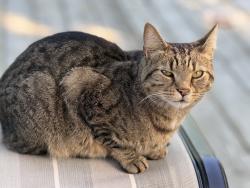 Reunited Male Cat last seen Worthington Green, Columbus, OH 43235