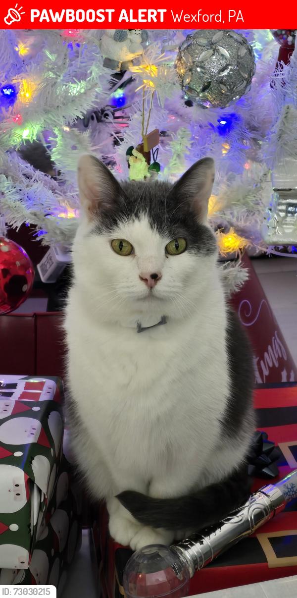 Lost Male Cat last seen Lake Drive and Route 19 Wexford, Wexford, PA 15090