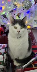 Lost Male Cat last seen Lake Drive and Route 19 Wexford, Wexford, PA 15090