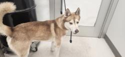 Shelter Stray Male Dog last seen , 11361 W Pico Blvd, Los Angeles, CA 90064, USA